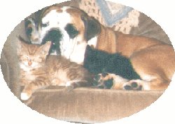 Bristol, Fred and Sam