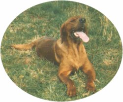 Murphy